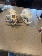 FAR CRY BEAR SKULL WITH TAKKARS DAGGER picture