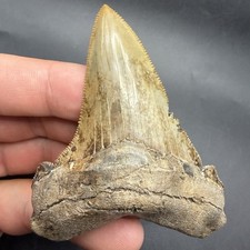 Collector Quality Angustidens Shark Tooth - 3.22” Sharply Serrated Killer picture