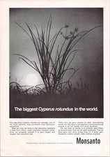 Monsanto Vintage Magazine Ad Cyperus Rotundus Nutsedge Weed Killer 1969 picture
