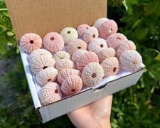25 Pack Gift Box Natural Pink Sea Urchins 1.5-2