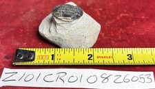 Colorful Crotalocephalus trilobite fossil Devonian Top quality  picture