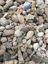 Bulk Small Fossils Lot- 20 Pcs Gastropods, Coral, Ammonites, Sea Urchins & More picture