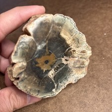 Zimbabwe Petrified Wood Light Green Specimen 1 Pound picture
