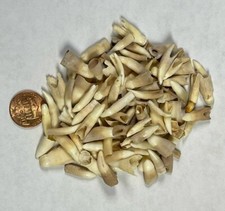 Wholesale Lot of 100 Alligator Teeth Louisiana Gator Authentic picture