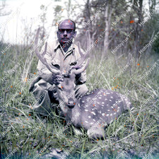 Hunting Expedition Spotted Deer India Vintage 1950s Original 120mm Transparency picture