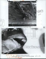 1983 Press Photo Fishing - Close-up view of saltwater sheepshead teeth picture