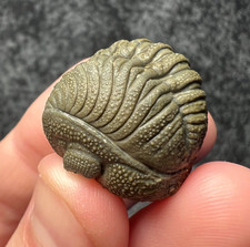 Moroccops sp. Trilobite Fossil – Excellent Natural Detail ✅ picture