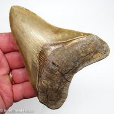 Megalodon Shark Tooth 4.72” Real Fossil SERRATED with NO Restorations picture