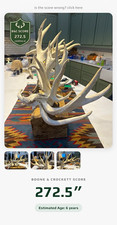 Mega giant 57 point whitetail skull cap  picture