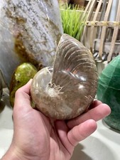 Ammonite Fossil Conch Specimen Opalized Crystal Yoga Meditation Reiki 5” ZENDA picture