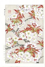 Kawarazaki Shodo/Antique Japanese Ukiyo-e Woodblock Print/Cherry Blossom/Japan picture