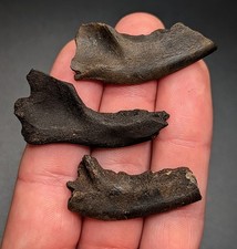 ICE AGE CARNIVORE JAWS - NORTH FLORIDA - PLEISTOCENE FOSSILS ALL NATURAL picture