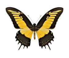 Papilio androgeus ONE REAL YELLOW SWALLOWTAIL PERU UNMOUNTED WINGS CLOSED picture