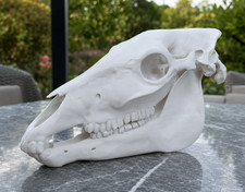 Horse Skull Replica Full Size Realistic Animal Skull Decor picture