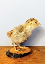 Taxidermy, Cabinet De Curiosites: Pullo Di Pollo (Gallus gallus domesticus) picture