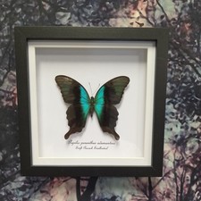 Swift Peacock Swallowtail (Papilio peranthus adamantius) Entomology shadow frame picture