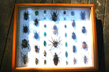 Entomology Collection Of 35 Beetles & One Tarantula Spider Mounted & Framed picture