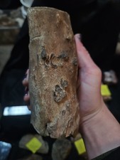 Zimbabwe Petrified Wood Log Specimen (2lb 8oz) picture