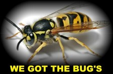 ⭐️⭐️⭐️⭐️⭐️ 24 REAL YELLOW JACKET WASP V Pensylanica Dried SPECIMEN INSECT picture