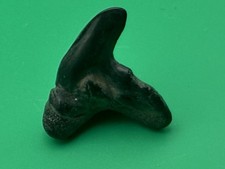 Pathological Contortus Tiger Shark Tooth Florida .85” picture