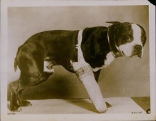 GA49 Original Underwood Photo PUPPY WITH BROKEN LEG Set in Cast Cute Dog Pooch picture