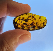 A101 BU7121 Fly swarm beetles trichoptera psychodids Burmese Amber Burmite 99mya picture