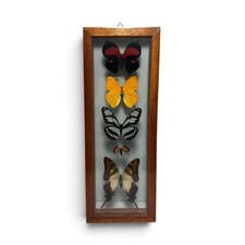 Vintage Real Butterfly Shadowbox Display Wood Frame Wall Art Taxidermy picture