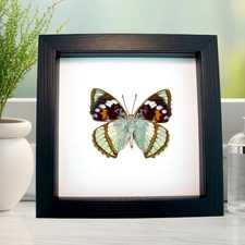 Real Framed Aqua Blue Butterfly Apatura Mimathyma schrenckii Classic Black picture