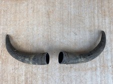 STEER HORN 9 1/2 Inch UnPOLISHED Pair BULL COW Horn picture