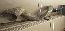 Amazing Kudu Yemenite SHOFAR Horn Kosher Full Natural From Israel 32 Judaica picture