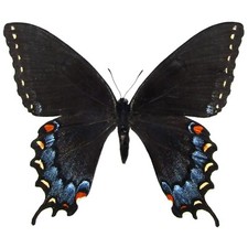 Papilio glaucus BLACK FORM FEMALE swallowtail butterfly Indiana UNMOUNTED picture