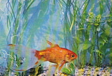 Goldfish Carrasius auratus postcard * # PL02 RARE picture
