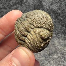 Moroccops sp. Trilobite Fossil – Excellent Natural Detail ✅ picture