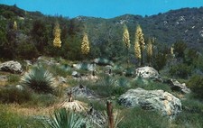Postcard Native Yucca in Bloom Unused Chrome Antique Vintage PC e7779 picture