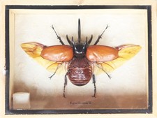 Real Giant 5 Horned Rhino Beetle Eupatoris Gracilicornis Taxidermy Box Display picture