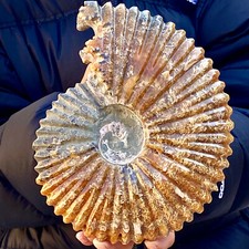 4.17LB Rare natural Natural conch fossil specimens of Madagascar. picture