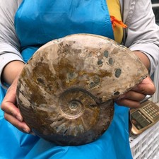 4.42LB Polishing and Restoration of Natural Conch Specimens from Madagascar 4615 picture