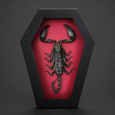 Scorpion Taxidermy Coffin Frame Real Insect Specimen Gothic Home Decor picture