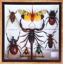 Real Scorpion and Mix Of  Insect Taxidermy In Wooden Box Display picture