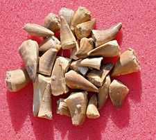 Twenty Five A++ Mosasaur teeth, from Morocco #2 picture