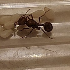 Unknown species queen ant with brood picture