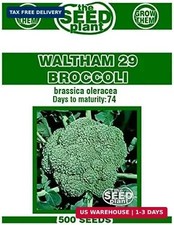 Waltham 29 Broccoli Seeds - 500 Seed Non-GMO picture