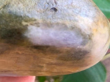 Burmese jadeite rough 2.54lb lavender green natural untreated raw lapidary stone picture