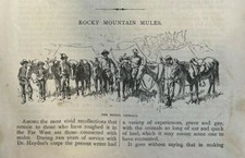 1880 Rocky Mountain Mules illustrated picture