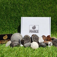 Super deluxe fossil box picture