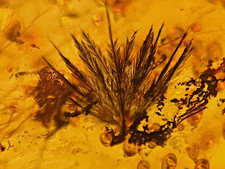 A101 BU7052 Beautiful Feathers in authentic Burmese amber Burmite ~99 mya picture