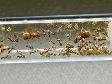 Bonded queen ants False Honey Pot ant colony 50+ workers: Ready For Ant Nest picture