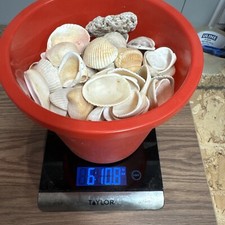 Huge selection of BEAUTIFUL SEASHELLS...over 6 pounds picture