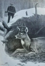 1901 Deer and Deer Hunting illustrated picture