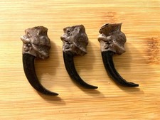 (3)  Three Claws Eagle Talons Claws Eagle Claws Replica picture